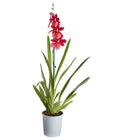  Burrageara-Orchidee - Burrageara Cultivars 'Nelly Isler'