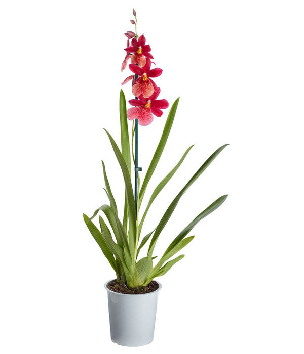  Burrageara-Orchidee - Burrageara Cultivars 'Nelly Isler'