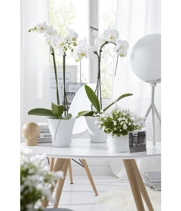  Schmetterlingsorchidee - Phalaenopsis Cultivars 'Umbrella', Verschiedene Sorten