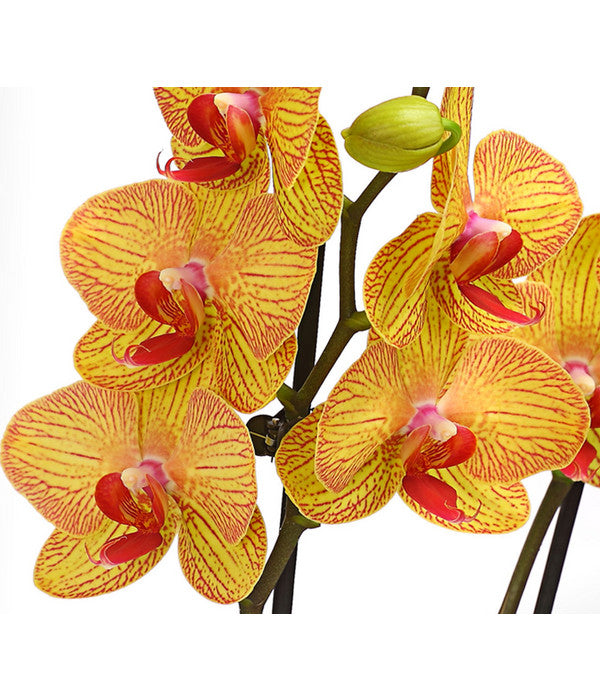  Schmetterlingsorchidee - Phalaenopsis Cultivars, Verschiedene Sorten