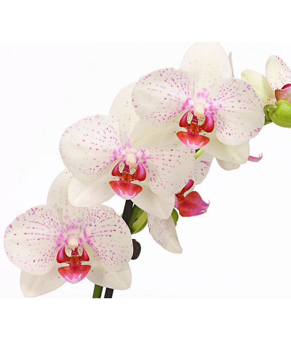  Schmetterlingsorchidee - Phalaenopsis Cultivars, Verschiedene Sorten