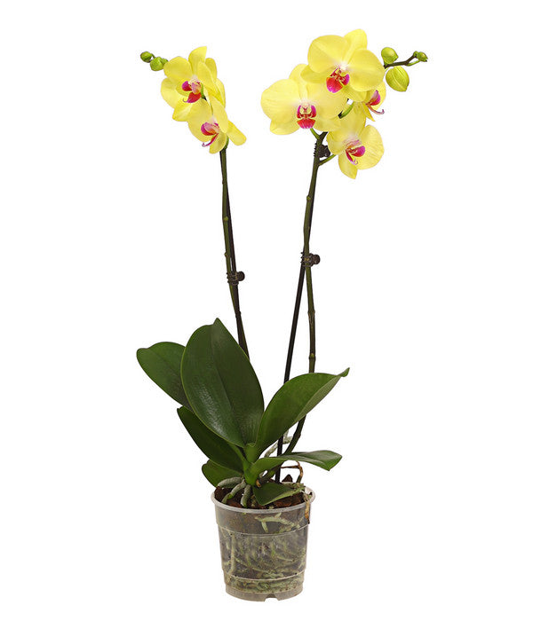  Schmetterlingsorchidee - Phalaenopsis Cultivars, Verschiedene Sorten