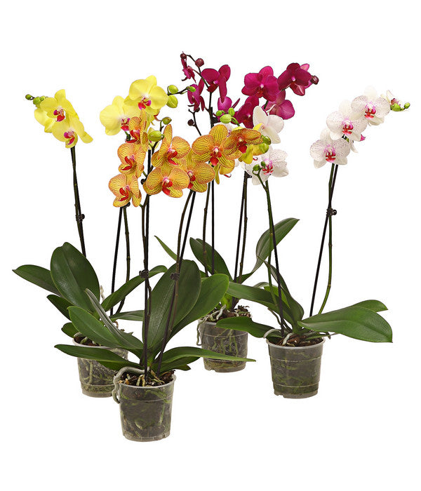  Schmetterlingsorchidee - Phalaenopsis Cultivars, Verschiedene Sorten