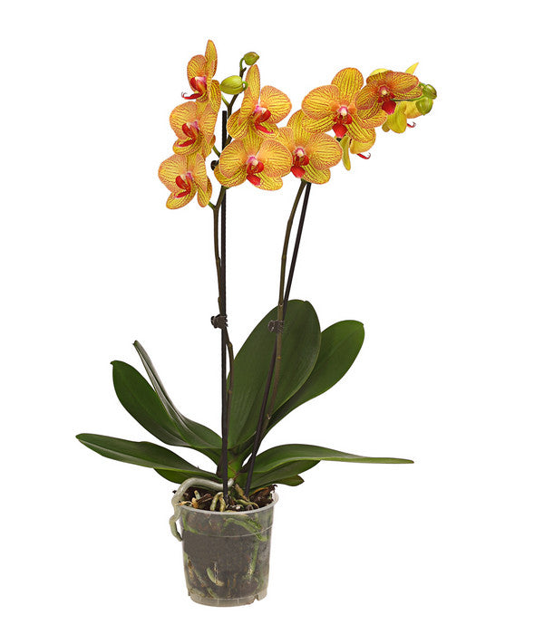  Schmetterlingsorchidee - Phalaenopsis Cultivars, Verschiedene Sorten