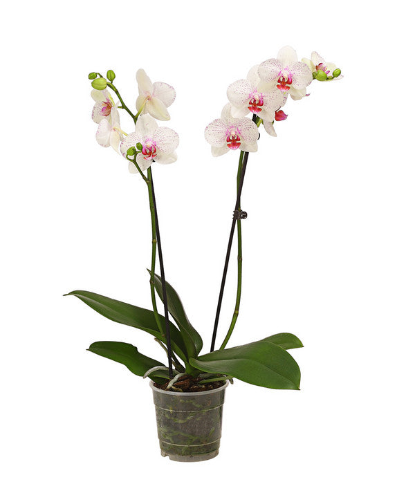  Schmetterlingsorchidee - Phalaenopsis Cultivars, Verschiedene Sorten