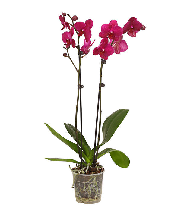  Schmetterlingsorchidee - Phalaenopsis Cultivars, Verschiedene Sorten