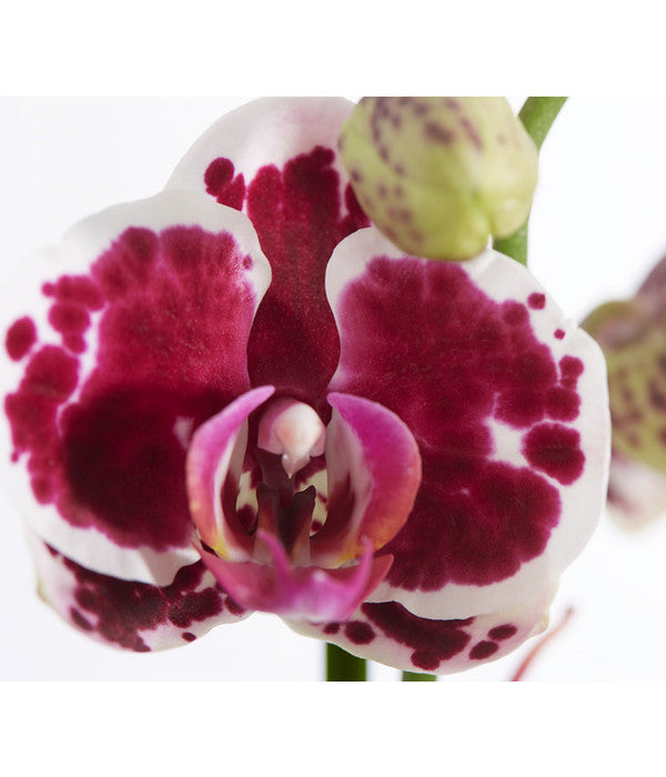  Schmetterlingsorchidee - Phalaenopsis Cultivars