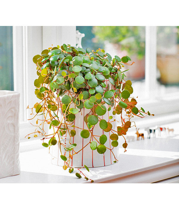  Peperomie - Peperomia 'Pepperspot'