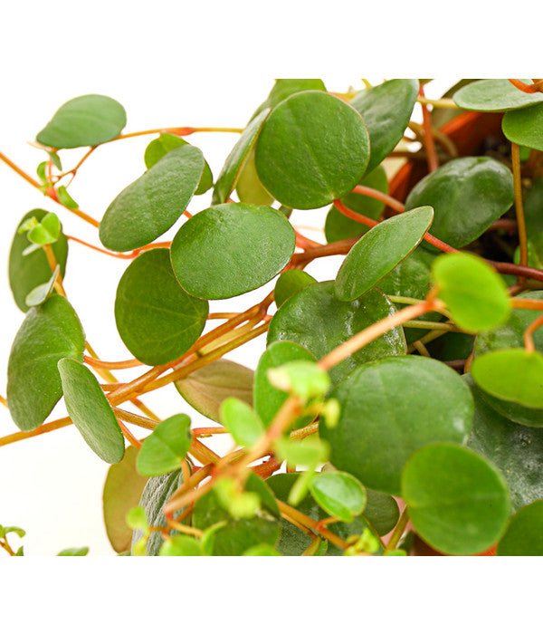  Peperomie - Peperomia 'Pepperspot'
