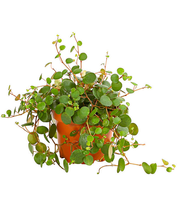  Peperomie - Peperomia 'Pepperspot'