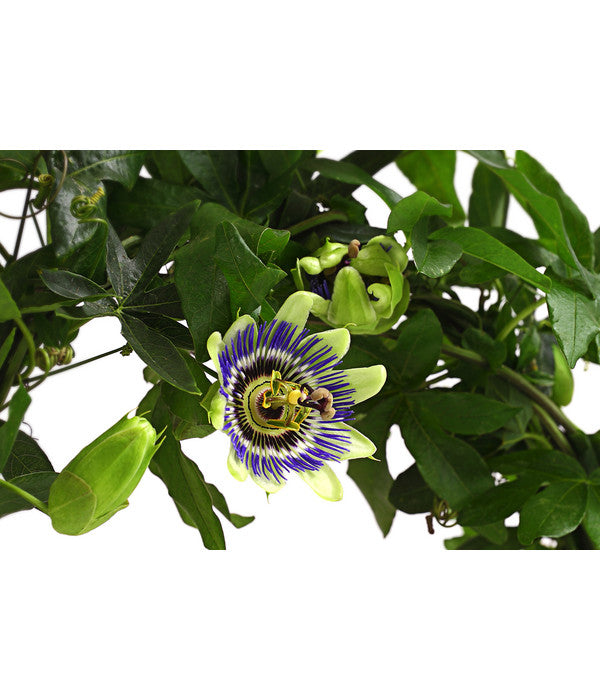  Blaue Passionsblume