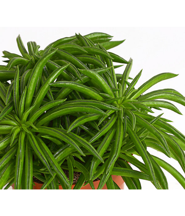  Peperomie - Peperomia Ferreyrae 'Happy Bean'