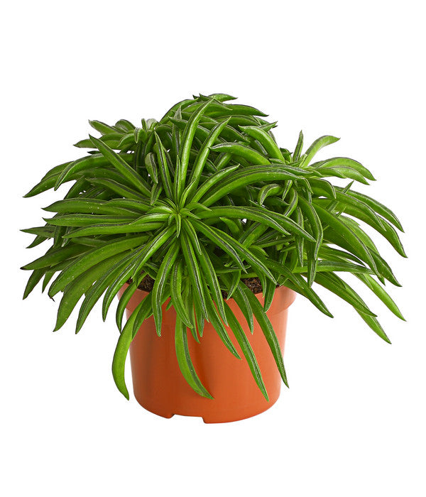  Peperomie - Peperomia Ferreyrae 'Happy Bean'