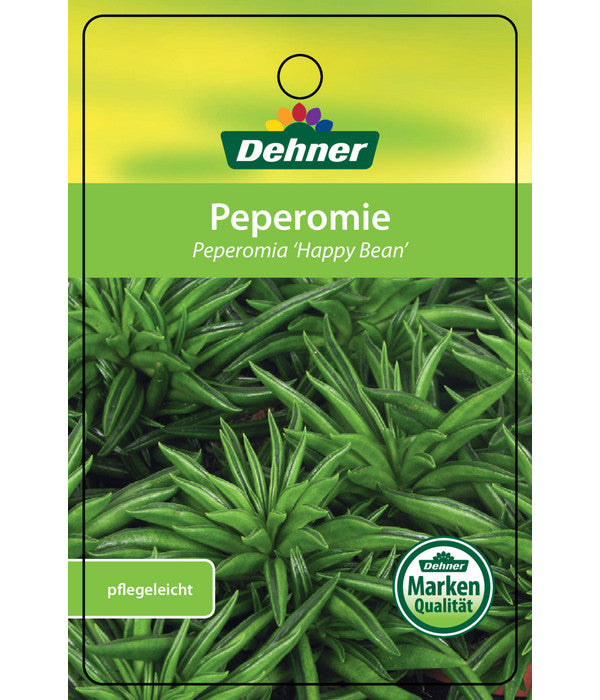  Peperomie - Peperomia Ferreyrae 'Happy Bean'