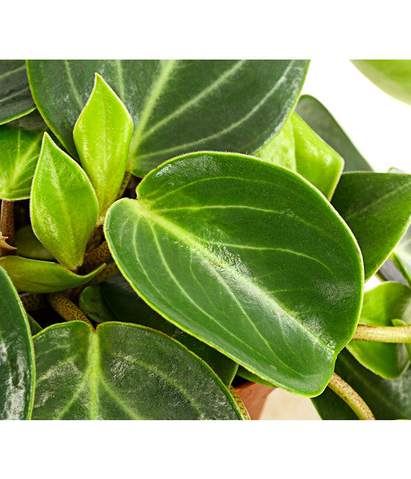  Peperomie - Peperomia Maculosa
