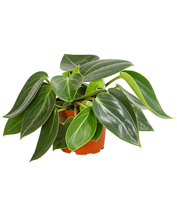  Peperomie - Peperomia Maculosa