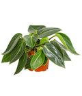  Peperomie - Peperomia Maculosa