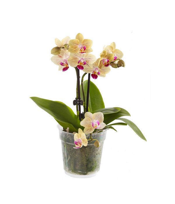  Midi Schmetterlingsorchidee - Phalaenopsis Cultivars, Verschiedene Sorten