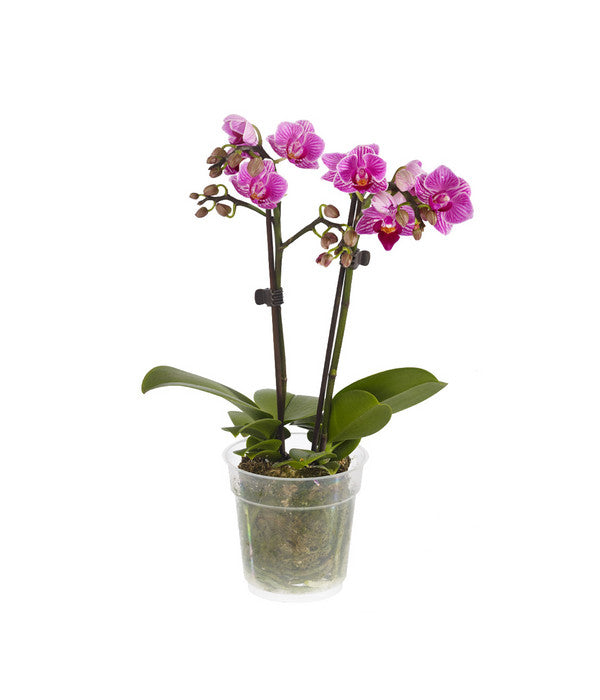  Midi Schmetterlingsorchidee - Phalaenopsis Cultivars, Verschiedene Sorten
