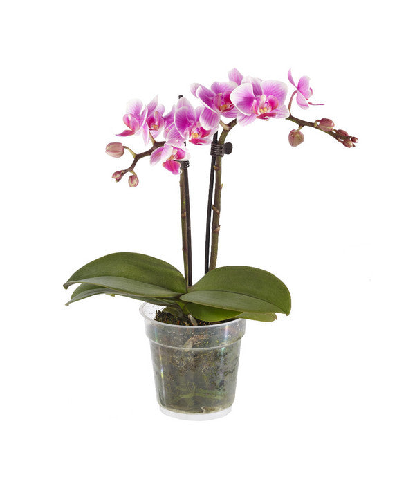  Midi Schmetterlingsorchidee - Phalaenopsis Cultivars, Verschiedene Sorten