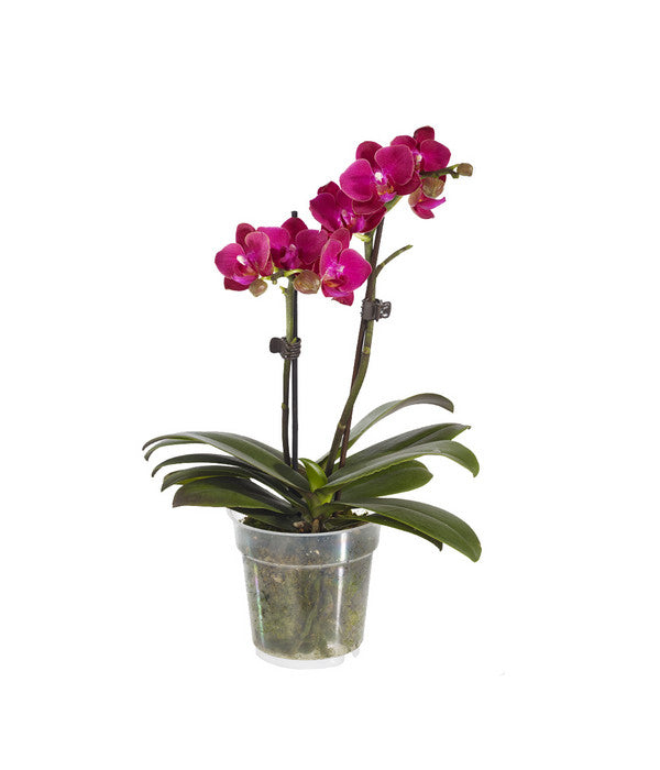  Midi Schmetterlingsorchidee - Phalaenopsis Cultivars, Verschiedene Sorten