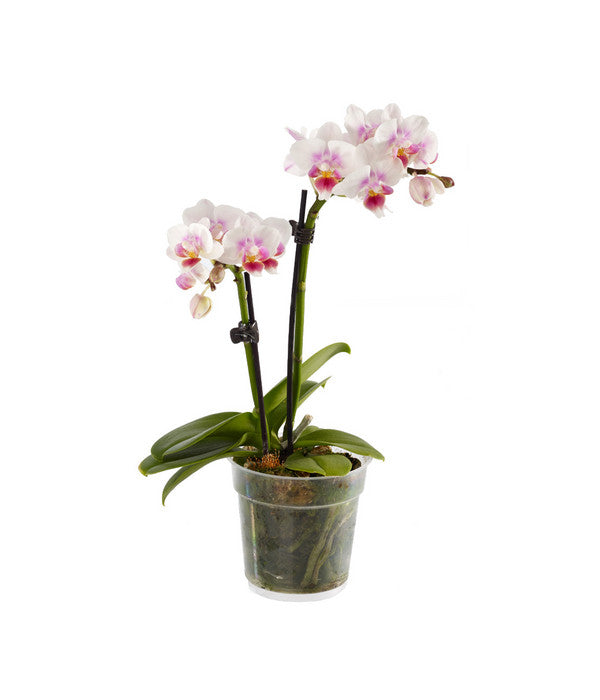  Midi Schmetterlingsorchidee - Phalaenopsis Cultivars, Verschiedene Sorten