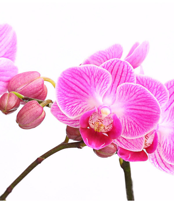  Midi Schmetterlingsorchidee - Phalaenopsis Cultivars, Verschiedene Sorten