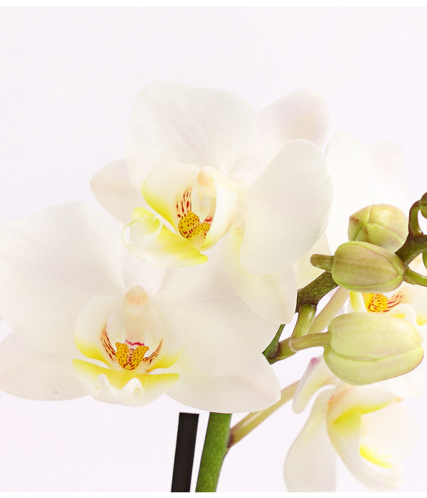  Midi Schmetterlingsorchidee - Phalaenopsis Cultivars, Verschiedene Sorten