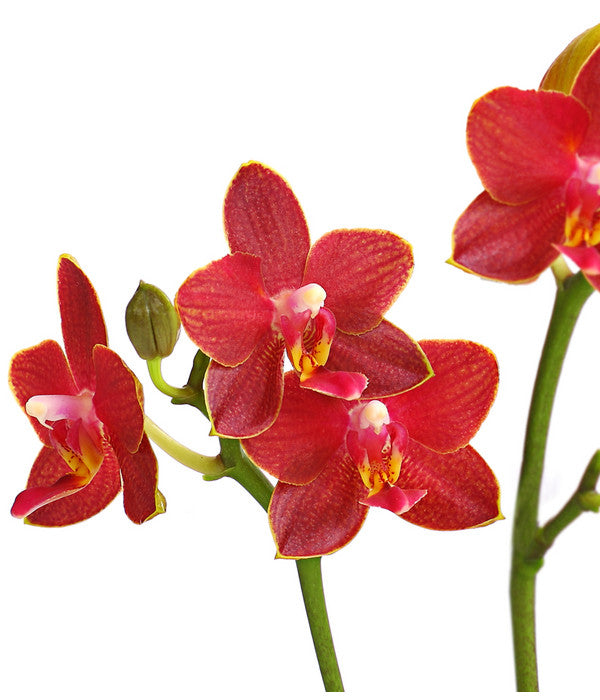  Midi Schmetterlingsorchidee - Phalaenopsis Cultivars, Verschiedene Sorten