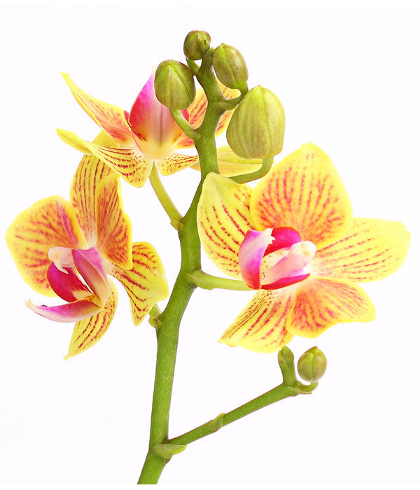  Midi Schmetterlingsorchidee - Phalaenopsis Cultivars, Verschiedene Sorten