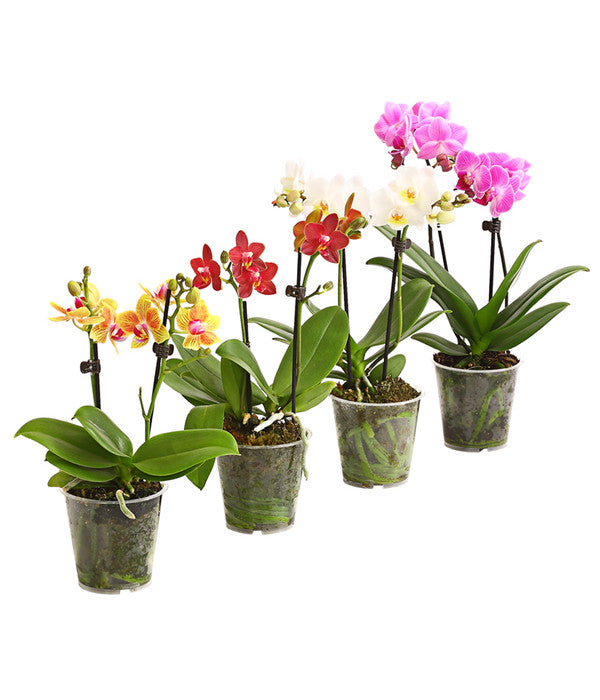  Midi Schmetterlingsorchidee - Phalaenopsis Cultivars, Verschiedene Sorten