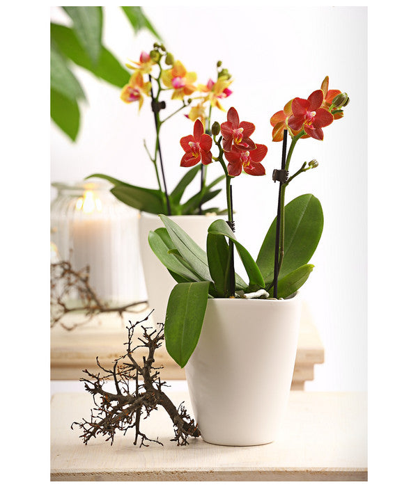  Midi Schmetterlingsorchidee - Phalaenopsis Cultivars, Verschiedene Sorten