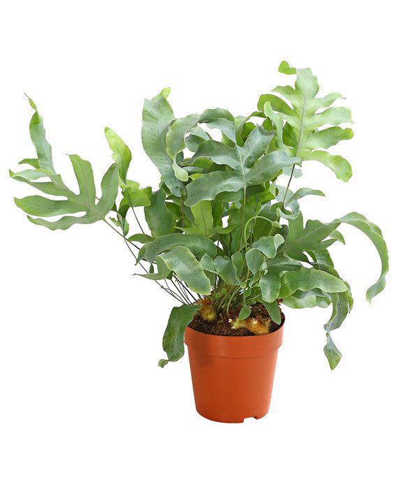  Goldtüpfelfarn - Phlebodium Aureum 'Blue Star'