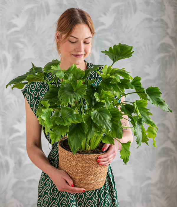  Baumfreund - Philodendron 'Little Hope'