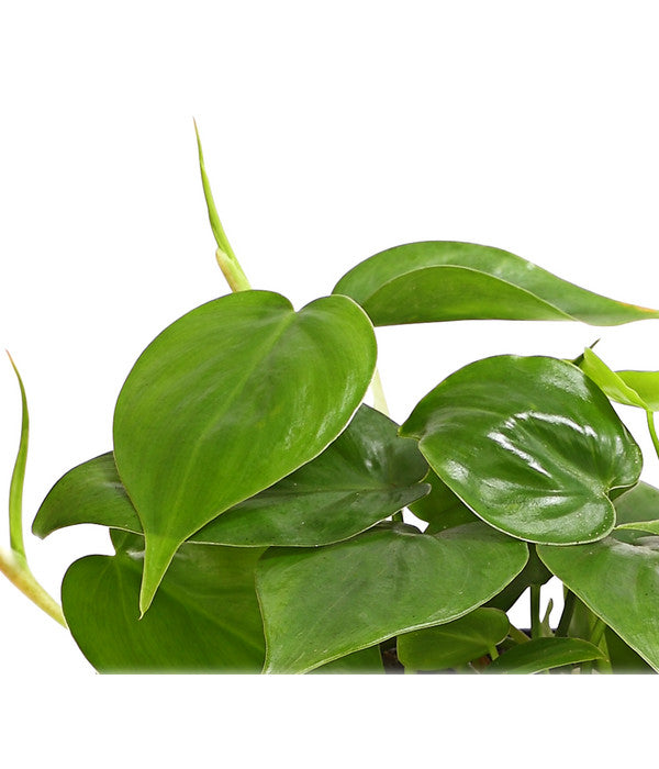  Baumfreund - Philodendron Scandens