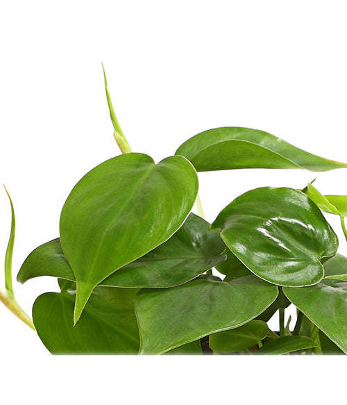  Baumfreund - Philodendron Scandens
