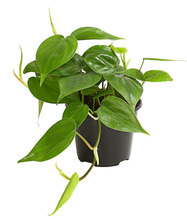  Baumfreund - Philodendron Scandens