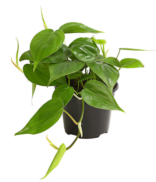  Baumfreund - Philodendron Scandens