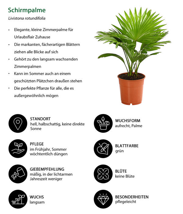  Rundblättrige Schirmpalme - Livistona Rotundifolia