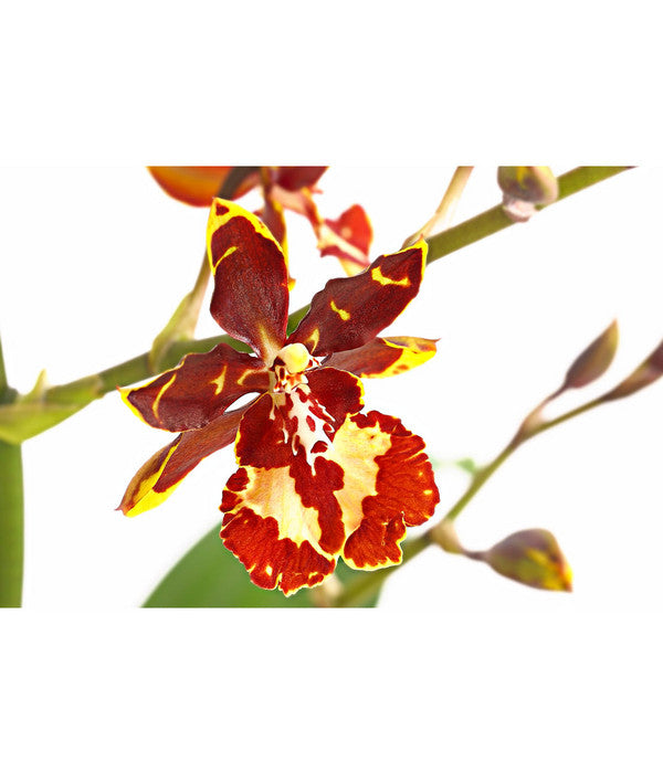  Tigerorchidee - Colmanara Cultivaris 'Wildcat'