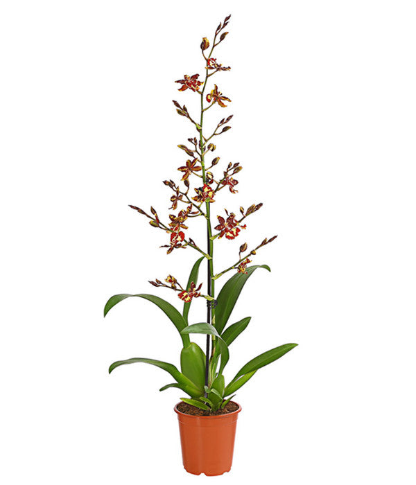  Tigerorchidee - Colmanara Cultivaris 'Wildcat'
