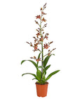 Tigerorchidee - Colmanara Cultivaris 'Wildcat'
