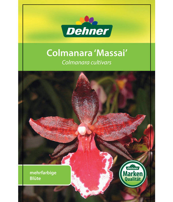  Tigerorchidee - Colmanara Cultivars 'Massai'