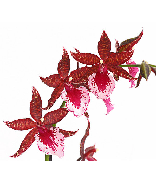 Tigerorchidee - Colmanara Cultivars 'Massai'