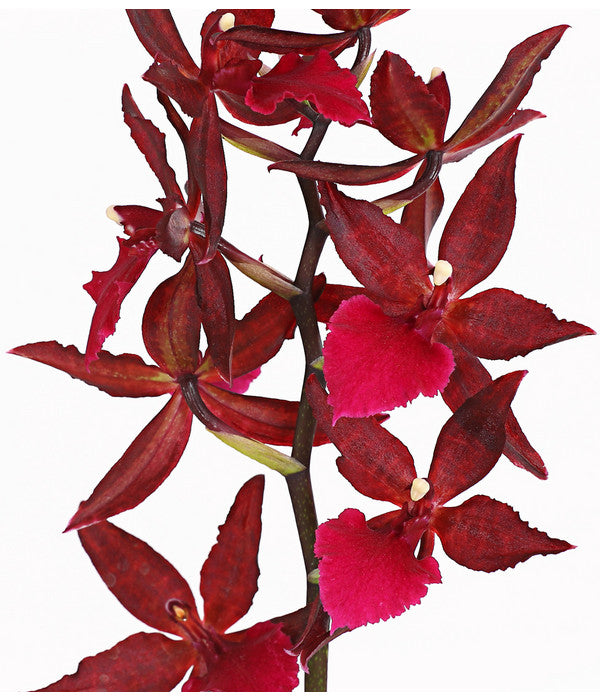  Tigerorchidee - Colmanara Cultivars 'Massai'