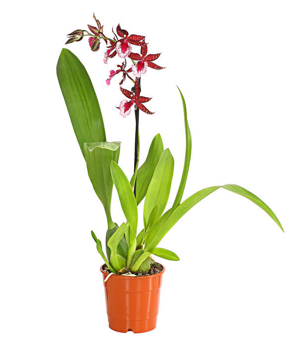  Tigerorchidee - Colmanara Cultivars 'Massai'