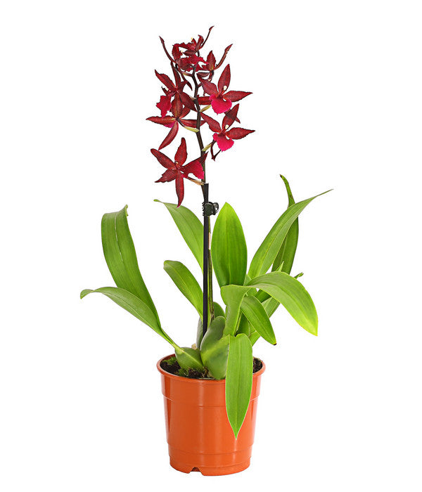  Tigerorchidee - Colmanara Cultivars 'Massai'