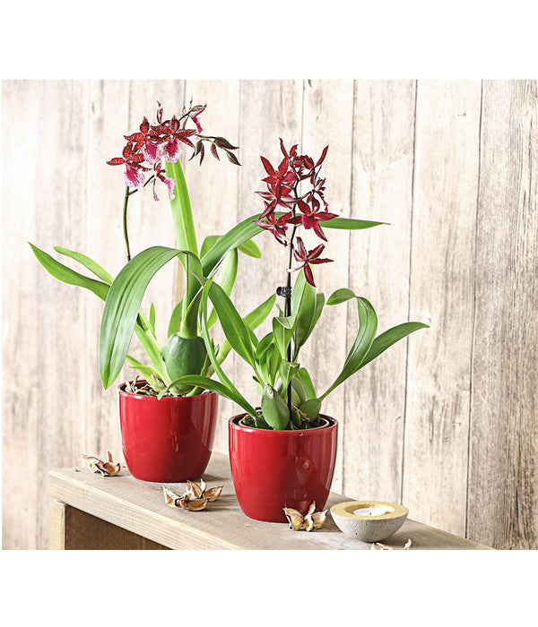  Tigerorchidee - Colmanara Cultivars 'Massai'