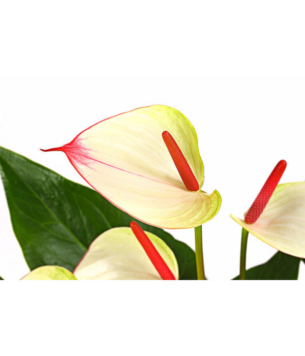  Flamingoblume - Anthurium-Hybride 'Special Love'