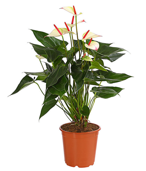  Flamingoblume - Anthurium-Hybride 'Special Love'